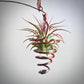 Copper Leaf Mobile with Air Plant